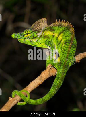 Antimena chameleon (Furcifer antimena), maschio, vista posteriore, guardando lontano dal visualizzatore, Ifaty-Mangily, Madagascar meridionale Foto Stock