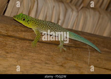 In piedi il giorno gecko (Phelsuma standingi) su travi in legno sotto il tetto, Ifaty-Mangily, Madagascar meridionale, Madagascar Foto Stock