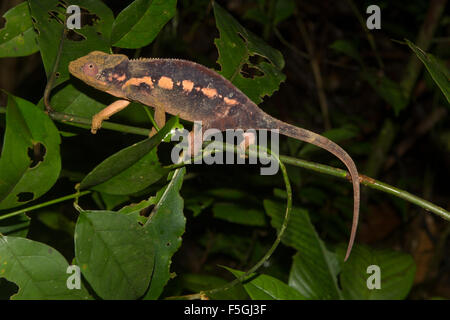 Panther chameleon (Furcifer pardalis) nella foresta pluviale di Masoala, baia di Antongil, Nosy mangabe, a nord-est del Madagascar, Madagascar Foto Stock