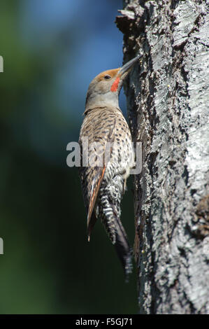 Lo sfarfallio del nord (Colaptes auratus), Gabriola, British Columbia, Canada Foto Stock