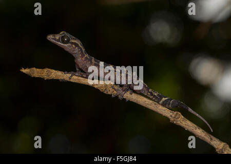 Grazioso Madagascar terra Gecko (Paroedura gracilis) sul ramo, Marojejy Parco Nazionale di foresta pluviale, a nord-est del Madagascar Foto Stock