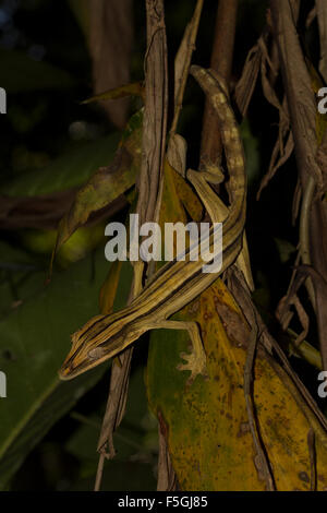 Foglia di muschio-tailed gecko (Uroplatus lineatus), femmina, Marojejy Parco Nazionale di foresta pluviale, a nord-est del Madagascar, Madagascar Foto Stock