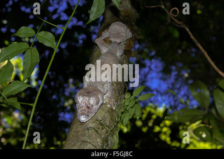 Foglia di muschio-tailed gecko (Uroplatus giganteus), Marojejy Parco Nazionale di foresta pluviale, a nord-est del Madagascar, Madagascar Foto Stock