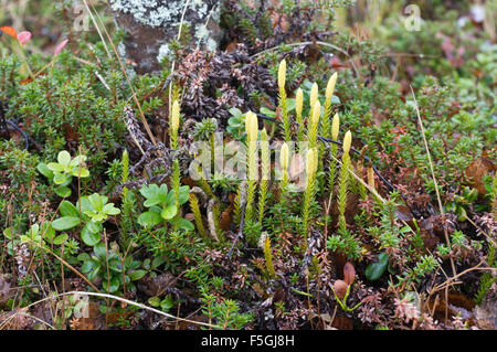 Clubmoss rigide in Kilpisjärvi Foto Stock