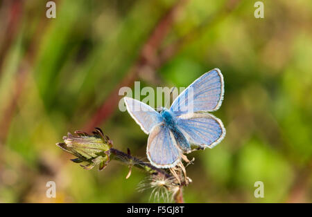 Comune (blu Polyommatus icarus), maschio, forma selvatica, Bassa Sassonia, Germania Foto Stock