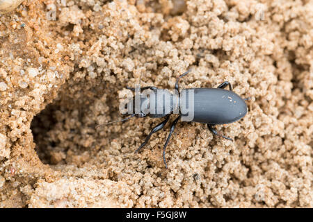 Broscus cephalotes (Broscus cephalotes) sabbia sul terreno di fronte burrow ingresso, Bassa Sassonia, Germania Foto Stock