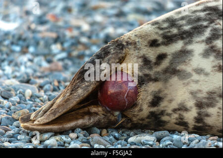 Guarnizione grigio (Halichoerus grypus) essendo nato, serie, Isola di Helgoland, Schleswig-Holstein, Germania Foto Stock