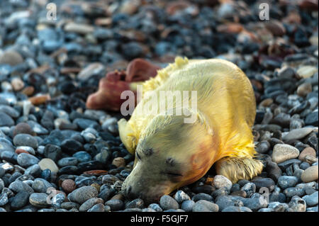 Guarnizione grigio (Halichoerus grypus) essendo nato, serie, neonato in ghiaia, Isola di Helgoland, Schleswig-Holstein, Germania Foto Stock