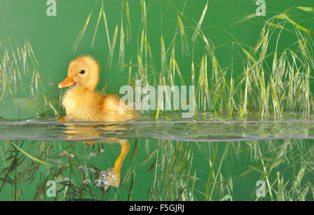 Little duck galleggiante in acqua isolato Foto Stock