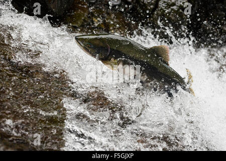 Rosa salmone o Humpback Salmoni (Oncorhynchus gorbuscha) femmina, saltando fino alla cascata, Prince William Sound, Alaska Foto Stock