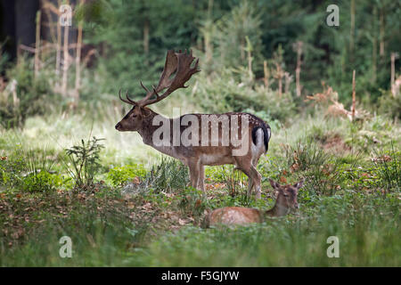 Daini (Dama Dama), buck con doe, Schaufler, Bassa Sassonia, Germania Foto Stock