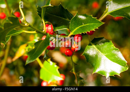 Red holly bacche con foglie verdi. Foto Stock