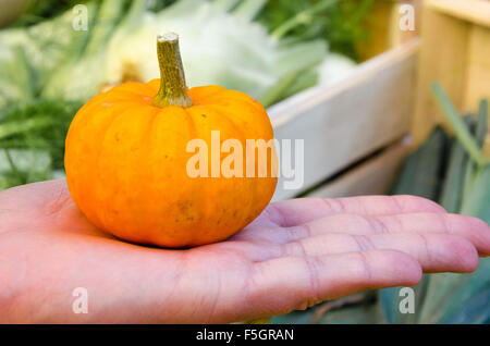 Incantevole piccola zucca tiene in una mano mans Foto Stock