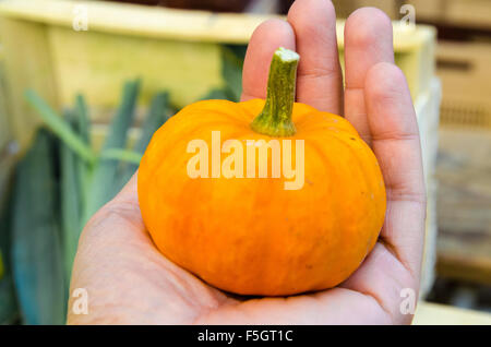 Incantevole piccola zucca tiene in una mano mans Foto Stock