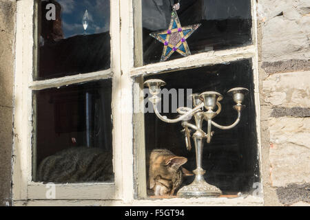 Candelabri e il gatto di casa residenziale finestra nel centro di Glastonbury. Foto Stock