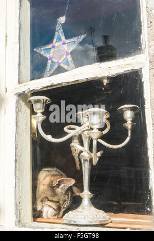 Candelabri e il gatto di casa residenziale finestra nel centro di Glastonbury. Foto Stock