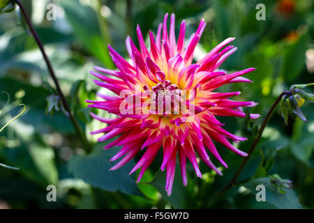 Rosa e giallo Catus Fiore Dahlia Foto Stock