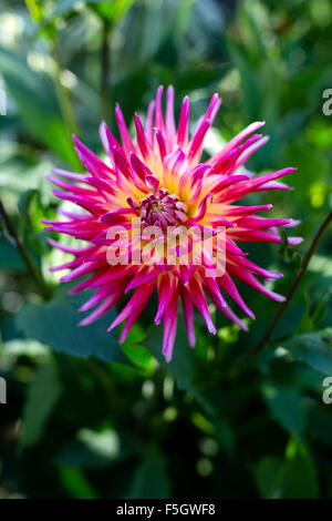 Rosa e giallo Catus Fiore Dahlia Foto Stock