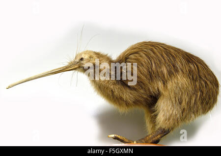 Farcite e provino montato su di un Isola del nord brown kiwi, dal suo habitat naturale in Trounson Kauri Park.northland.Nuova Zelanda Foto Stock