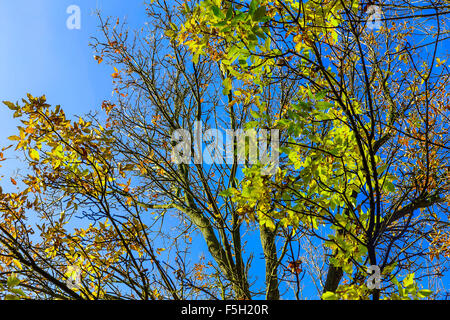 Foglie colorate sui rami di alberi su Sky in background Foto Stock