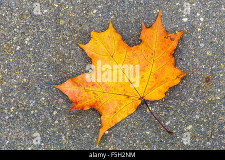 Colorato Maple Leaf giacente sulla strada asfaltata Foto Stock