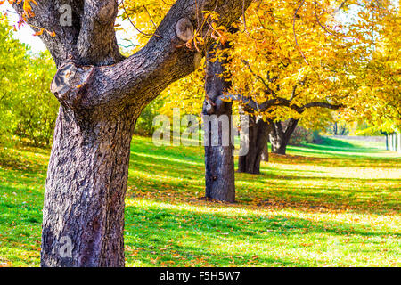 In autunno gli alberi nei giardini di Vysehrad a Praga, Repubblica Ceca Foto Stock