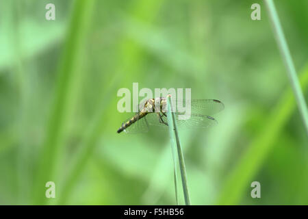 Macro di libellula appendere un erba ; messa a fuoco selettiva in occhi con sfocatura sullo sfondo Foto Stock