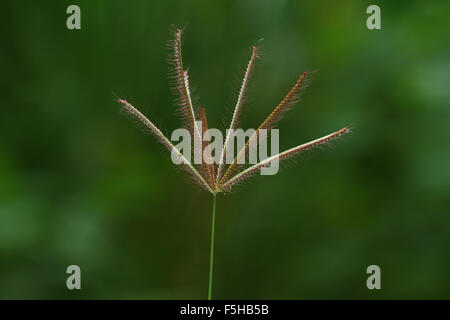 Seme dell'erba Foto Stock