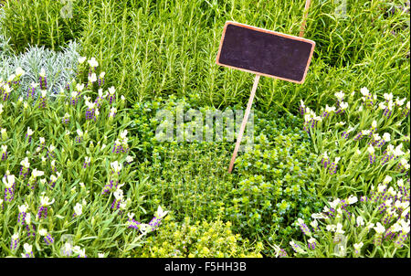 La molla in contesti formali eco home garden. Coltivazione biologica di erbe Foto Stock
