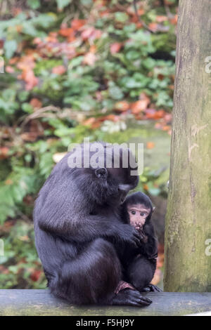 Una femmina di Sulawesi macaco crestato con il suo bambino a Dudley Zoo West Midlands, Regno Unito Foto Stock