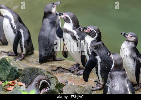 I pinguini Humboldt a Dudley Zoo Regno Unito Foto Stock