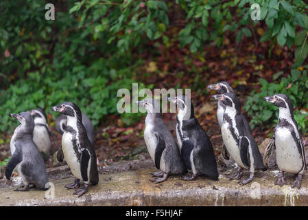 I pinguini Humboldt a Dudley Zoo Regno Unito Foto Stock