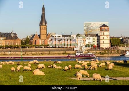 Città di Düsseldorf, il fiume Reno, il lungomare, il centro storico, skyline, pecore sui prati di fronte alla città, Foto Stock