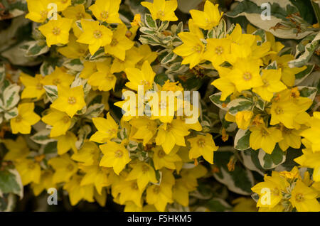 Lysimachia punctata Alexander Foto Stock