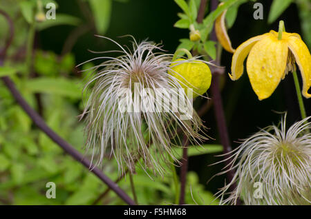 Clematis tangutica Bill McKenzie Foto Stock