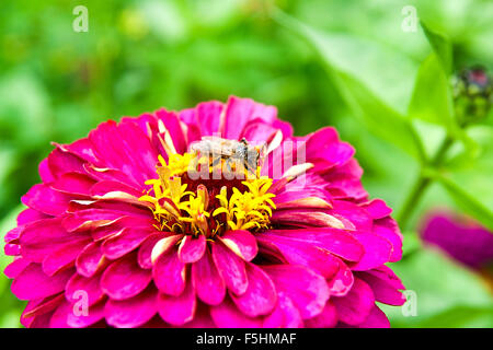 Busy bee, vista ravvicinata della lavorazione ape su una rosa zinnia fiore. Zinnia fiore nel giardino esterno. Vista ravvicinata di zinnia Foto Stock