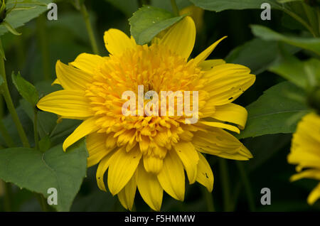 Helianthus Giorni felici Foto Stock