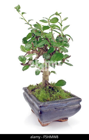 Il verde albero di bonsai isolato su bianco Foto Stock