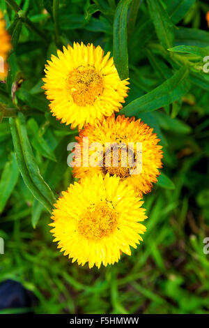 Giallo elicriso carta paglia daisy fiore. Elicriso o paglia fiore nel giardino esterno. Giallo paglierino fiori Foto Stock