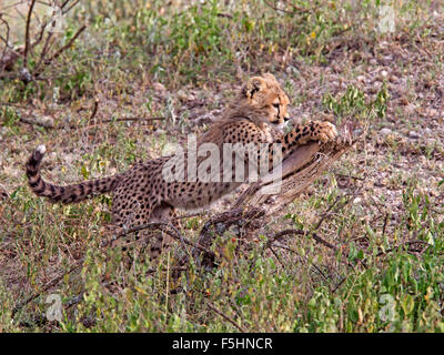 Cheetah cub sul ceppo di albero Foto Stock