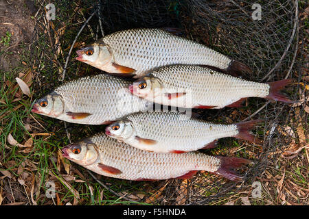 Roach pesce e orate di pesci di acqua dolce appena preso dall'acqua. Diversi roach pesce sulla rete da pesca. Foto Stock