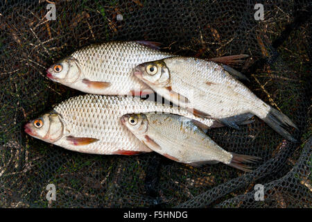 Leucisco di acqua dolce e orate di pesce appena preso dall'acqua. Molti di roach pesce sull'erba inaridisce. La cattura di pesce sulla pesca Foto Stock