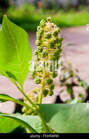 Poke infestante o poke fogliame di bacche e frutta. Poke infestante o poke berry sul ramo verde, il nome scientifico è phytolacca acinosa. Foto Stock