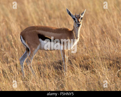 Femmina della Thompson gazelle in piedi Foto Stock