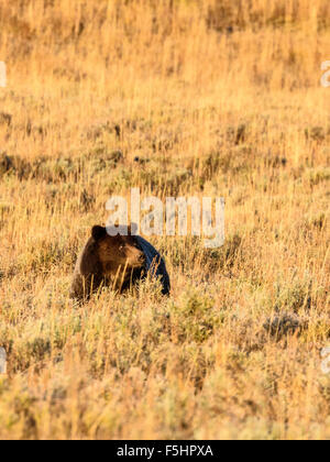 Orso bruno (grizzly) Ursus arctos, Hayden Valley, il Parco Nazionale di Yellowstone, Wyoming USA Foto Stock