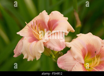 Hemerocallis Janice Brown Foto Stock