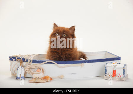 British Longhair Cat, gattino, 9 settimane, cioccolato|Britisch Langhaar, Kaetzchen, 9 Wochen, cioccolato Foto Stock