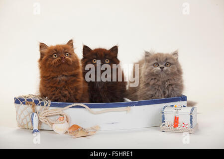 British Longhair gatti e gattini, 9 settimane, cioccolato, nero e blu|Britisch Langhaar, Kaetzchen, 9 Wochen, cioccolato, schwarz onu Foto Stock