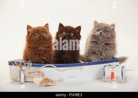 British Longhair gatti e gattini, 9 settimane, cioccolato, nero e blu|Britisch Langhaar, Kaetzchen, 9 Wochen, cioccolato, schwarz onu Foto Stock