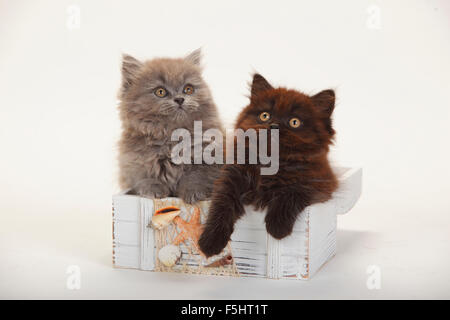 British Longhair gatti e gattini, 9 settimane, nero e blu|Britisch Langhaar, Kaetzchen, 9 Wochen, schwarz und blau Foto Stock